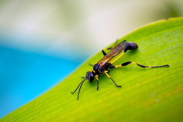 Close up European Hornet , Hornet  Wasp on leaf green background.Parasitic wasps are insects in the rank of Hymenoptera in the same rank as bees, ants, and hornets.