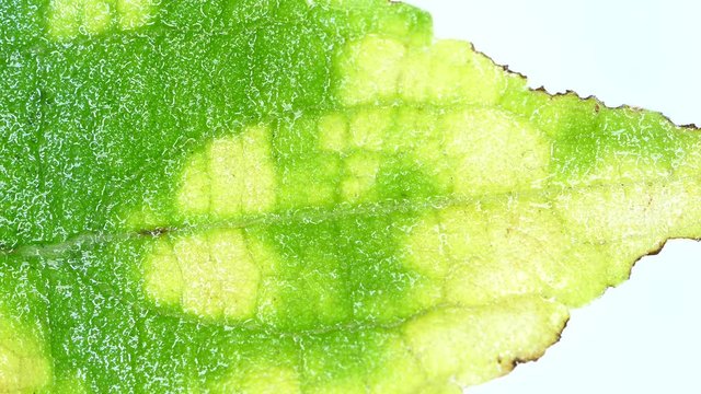 Macro Botanical analyzing of a plant germ in a lab