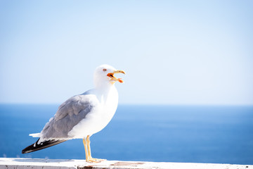 Seagull portrait. Blue blured sky and sea