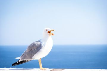 Seagull portrait. Blue blured sky and sea