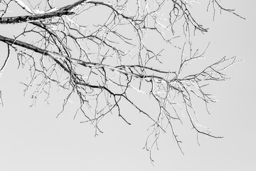 Bare tree branches on a white background, black and white photo. Halloween teki trees.