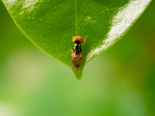 Exotic Tropical Drosophila Fruit Fly Diptera Parasite Insect on Plant Leaf Macro.Macro flies,photo select focus.