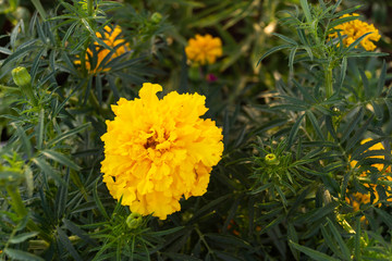 marigolds positive bright flower