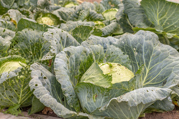 big cabbages sitting in a garden bed with leaves eaten by bugs