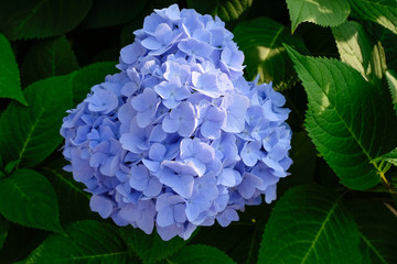 Purple lilac bloom with sunshine, Lilac flower in the garden