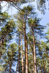 Pine forest in summer, view from the bottom to the sky.