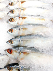Mackerel in the market selling fresh