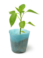 Seedlings peppers on white background