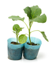  eggplant seedlings ready for transplanting