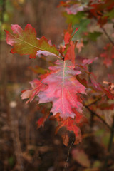 Red autumn leaves of red oak.