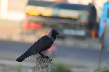 A wild crow on nature background. Low light image