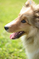 Fototapeta premium sheltie puppy