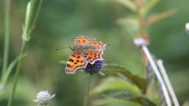 Butterfly Comma (Polygonia c-album) is on a purple flower