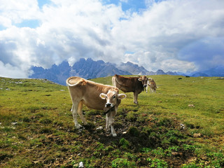 cow eating grass in the mountains