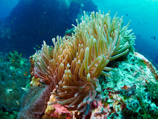 Naklejka na ściany i meble soft coral