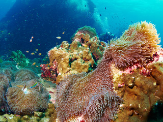 reef coral and reef fish