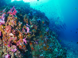 Plakat scuba diver and coral