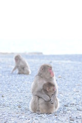 Naklejka premium monkey hug