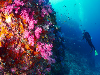 soft coral with diver