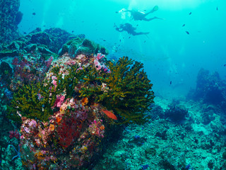 Fototapeta na wymiar soft coral with diver
