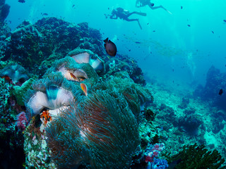 Obraz na płótnie Canvas soft coral with diver