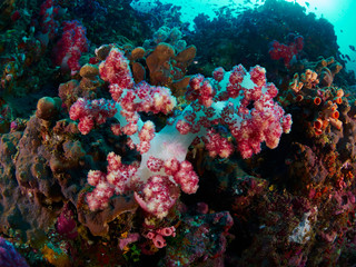 Naklejka na ściany i meble soft coral with diver