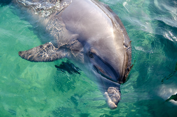 Smart dolphin at the Dolphin Reef in Eilat, on the shores of the Red Sea