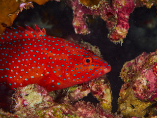 coral grouper