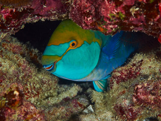Purplestreak Parrotfish