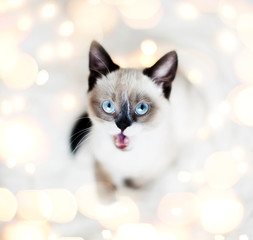 Surprised kitten in Christmas lights