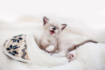 Kitten on a blanket near home slippers