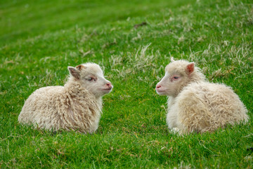 Naklejka na ściany i meble Two small sheep laid down over the grass