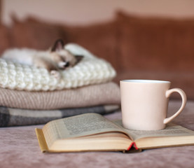 Cat relaxing on knitted plaid