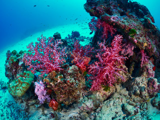 coral reef with tropical fish