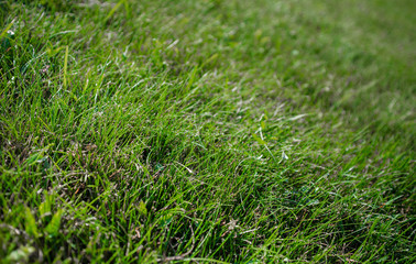 Close up growing grass on a large lawn background.
