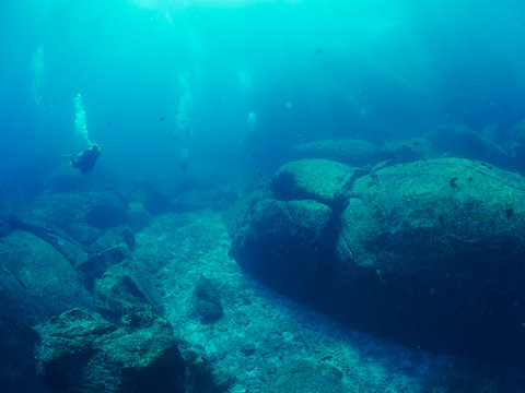 diver wtih reef caral