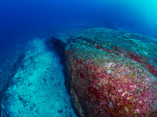 diver wtih reef caral