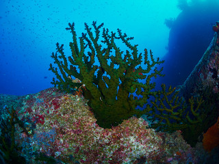 diver wtih reef caral