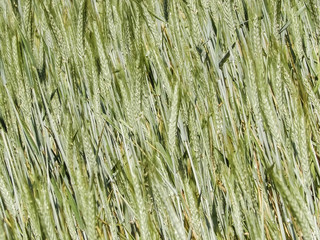 Close up of wheat plant as nature background.