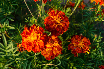 Obraz na płótnie Canvas Marigolds, bright beautiful flower beds garden