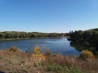 tree in autumn.Forest.landscape.