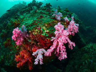 Fototapeta na wymiar coral reef and reef fish