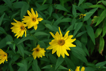 Arrangement yellow Coreopsis plants