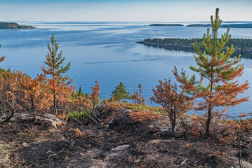 Conflagration.- burned forest. Nature landscape- national park