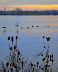 une envolée d'oiseaux sauvages sur un étang en hiver