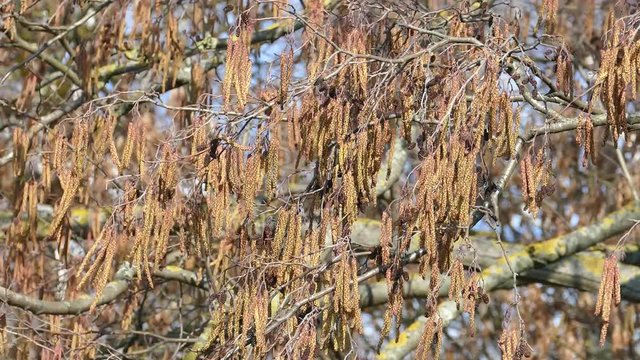 Black alder branches with male and female flowers in early spring