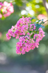 ピンクのサルスベリ