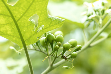 green plant in the garden