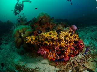 Bubble coral and soft cora
