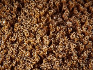 soft coral